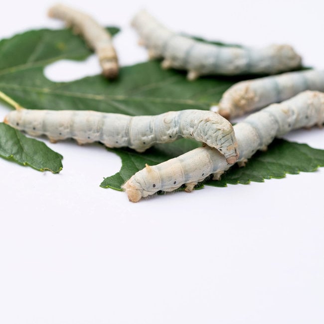 Feeder Silkworm