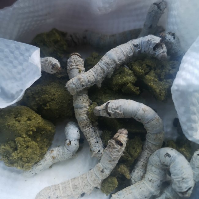 Feeder Silkworm