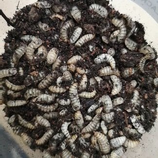 Black Soldier Fly Larva (BSFL)