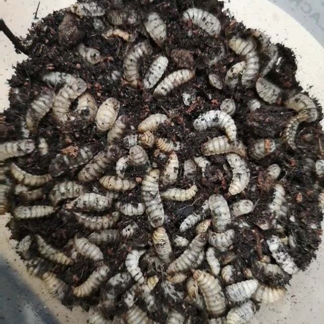 Feeder Black Solider Fly Larvae