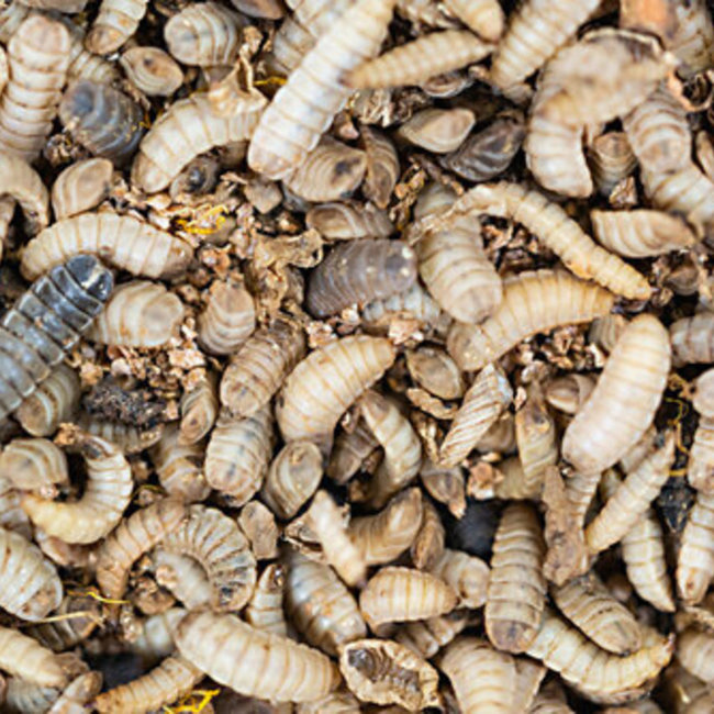 Feeder Black Solider Fly Larvae