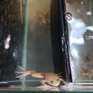 Albino African Clawed Frog
