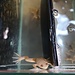 Aquatic Frog Albino African Clawed Frog