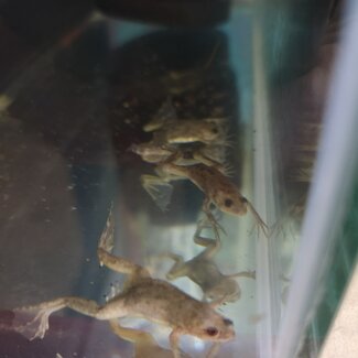 African Clawed Frog