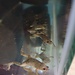 African Clawed Frog
