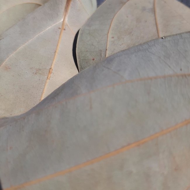 Cinnamon Leaves