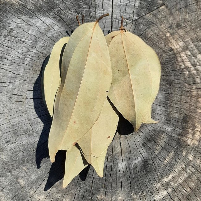 Cinnamon Leaves