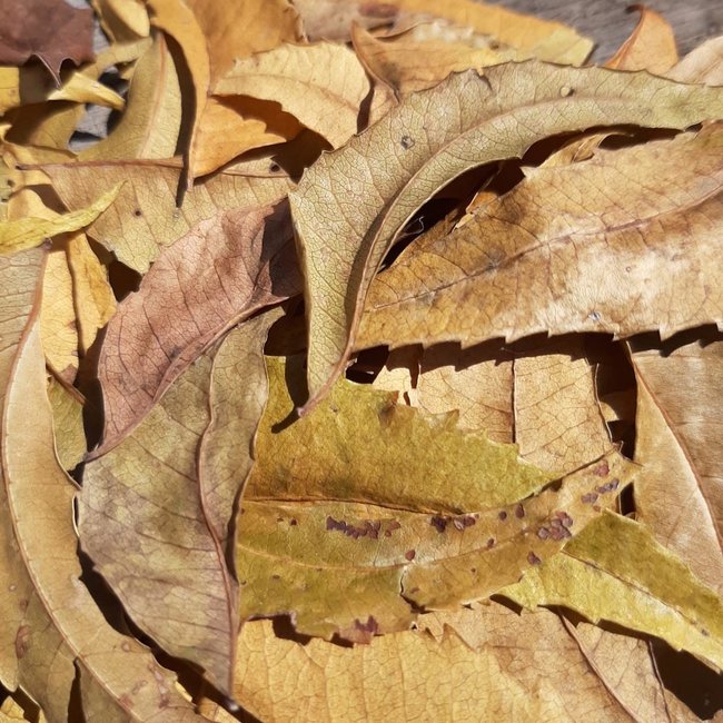 Neem (Kohomba) Leaves