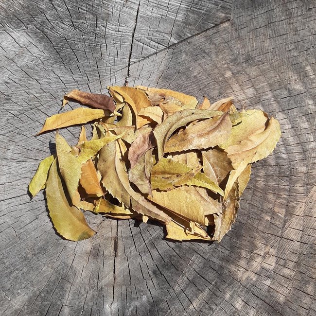 Neem (Kohomba) Leaves