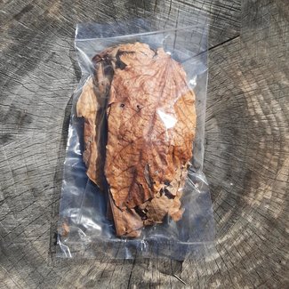 Mahogany Leaves (mixed sizes) Mahogany Leaves (mixed sizes)