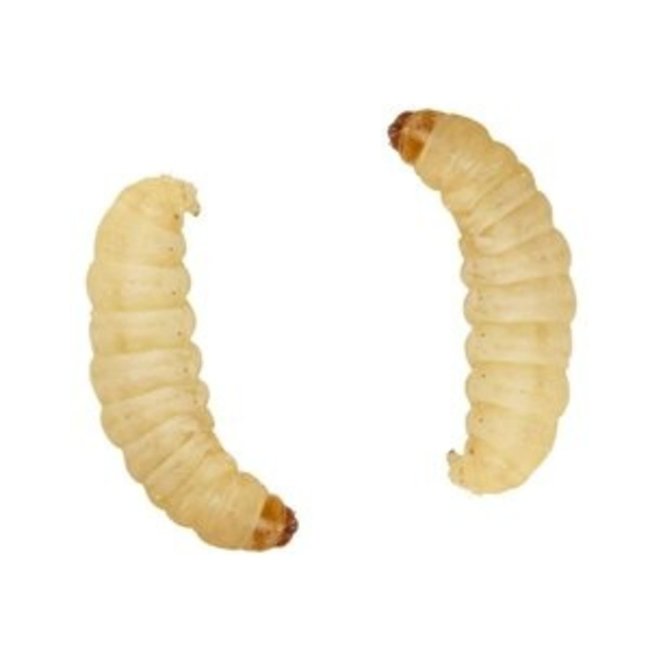 Feeder Waxworms