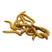 Giant Mealworms