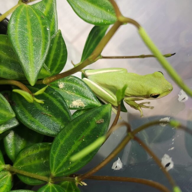 Tree Frog Green Tree Frog