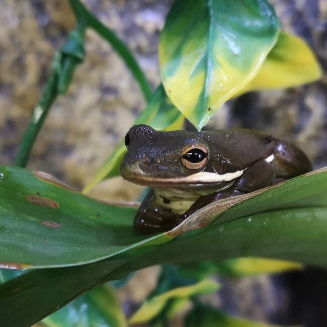 Tree Frog Green Tree Frog