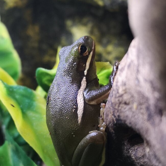 Tree Frog Green Tree Frog