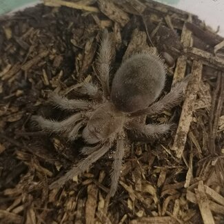 Grammostola Pulchra 'Brazilian Black' Tarantula 1" Grammostola quirogai