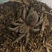 Tarantula Grammostola Pulchra 'Brazilian Black' Tarantula 1 1/2"