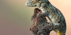 Coming by March 17th