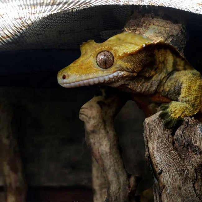 Arcadia Arcadia ShadeDweller Arboreal ProT5 UVB 2.4% Kit 12"