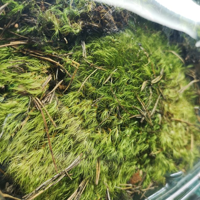 Jurassic Frog Moss