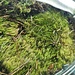 Jurassic Frog Moss