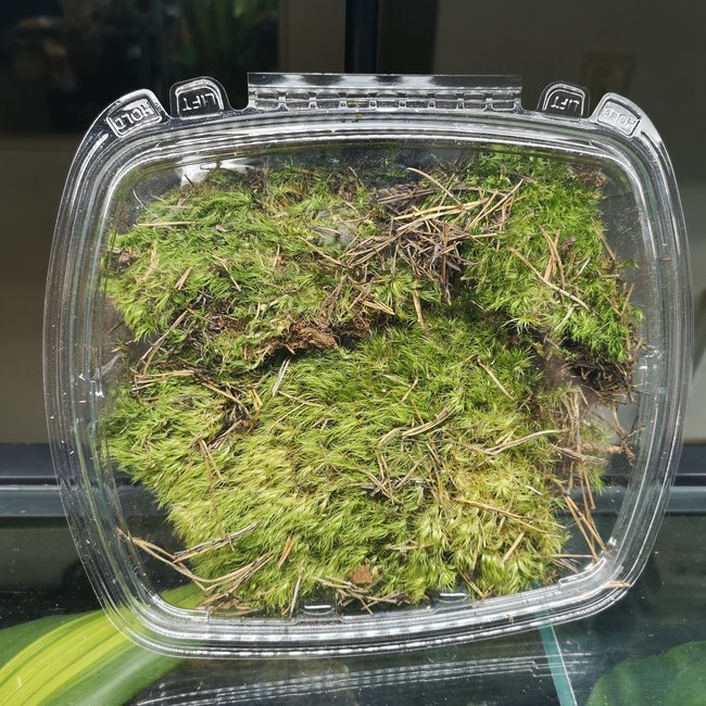 Moss Jurassic Frog Moss