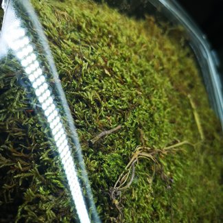 Jurassic Sheet Moss Jurassic Sheet Moss