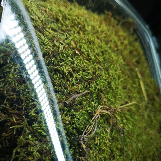 Jurassic Sheet Moss