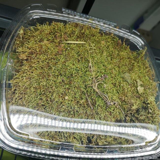 Jurassic Sheet Moss