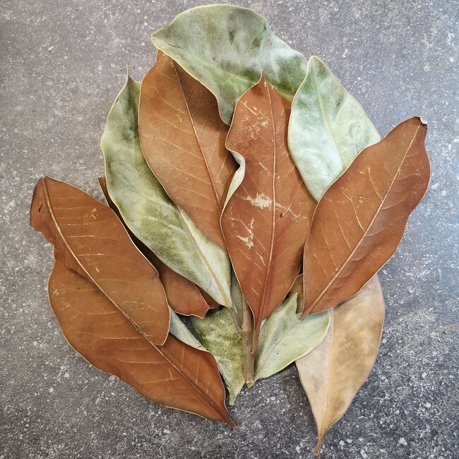 Magnolia Leaves Large