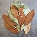Magnolia Leaves Large