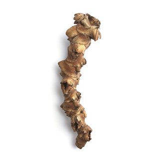 Dried Palmyra Flower Stem