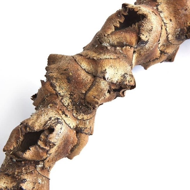 Dried Palmyra Flower Stem