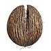 Sea Mango Seed 3 Pack