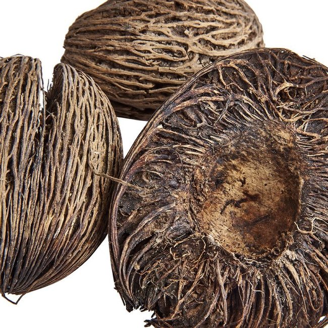 Sea Mango Seed 3 Pack