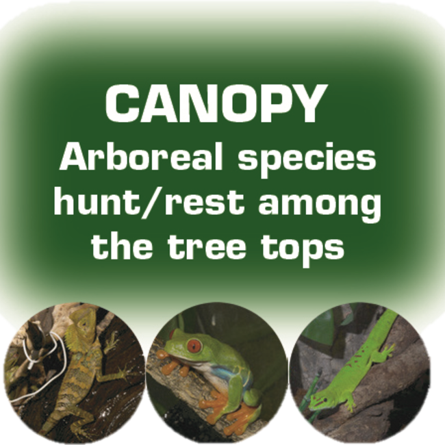 Zoo Med Zoo Med Paludarium/Terrarium 36" x 18" x 36"