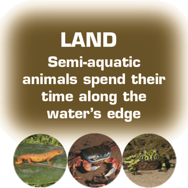 Zoo Med Zoo Med Paludarium/Terrarium 36" x 18" x 36"