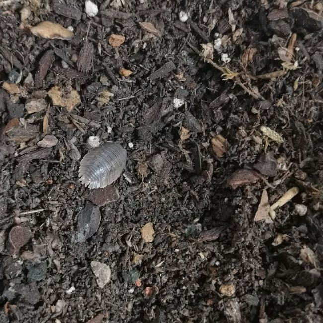 Porcellio dilatatus 'Giant Canyon' 10pk
