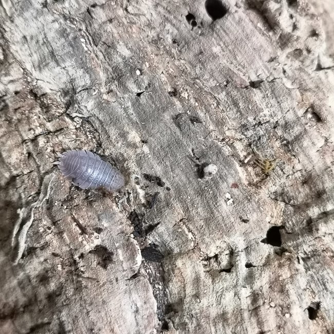Porcellio dilatatus 'Giant Canyon' 10pk