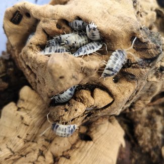 Porcellio laevis 'Dairy Cow' 10 pack Isopod