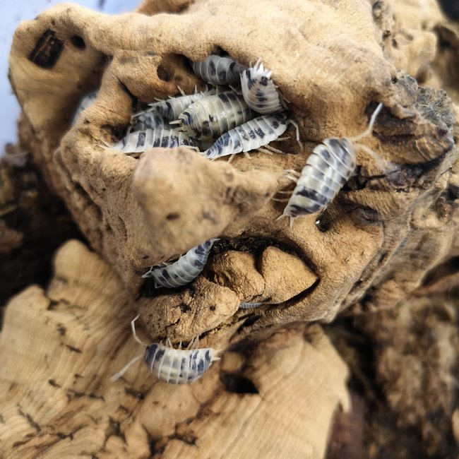 Dairy Cow Isopods with Pink Springtails (Porcellio laevis) Roonami