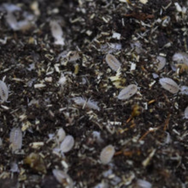 Clean Up Crew Dwarf White Isopods