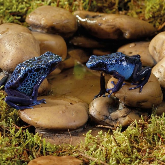 Exo Terra Frog Pond Large