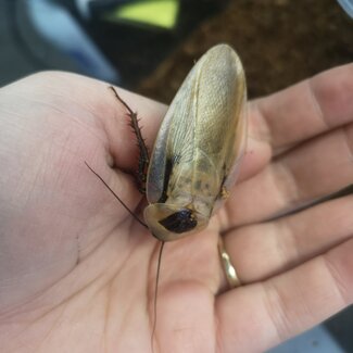 Discoid Cockroach Adult LIVE