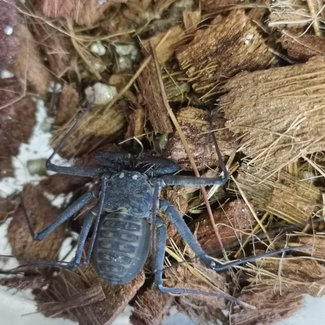 Tailless Whip Scorpion (P. whitei)
