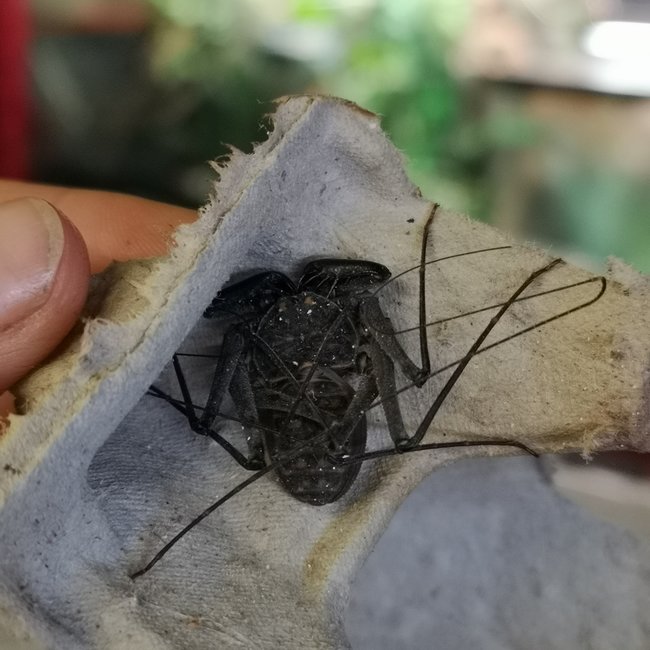 Invertebrates Tailless Whip Scorpion (P. whitei)