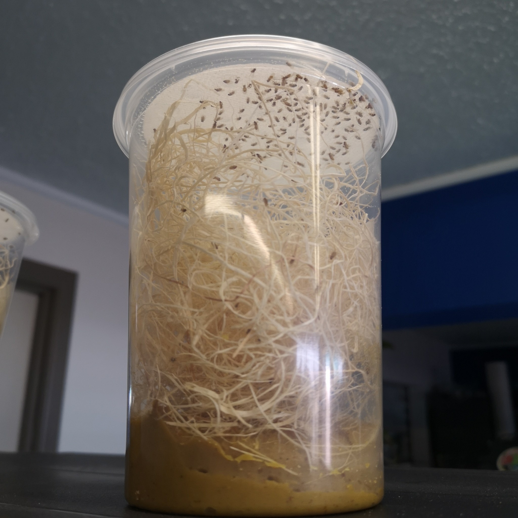 Flightless Fruit Fly Culture Hydei 1/4" Roonami