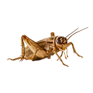 Crickets