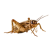 Crickets