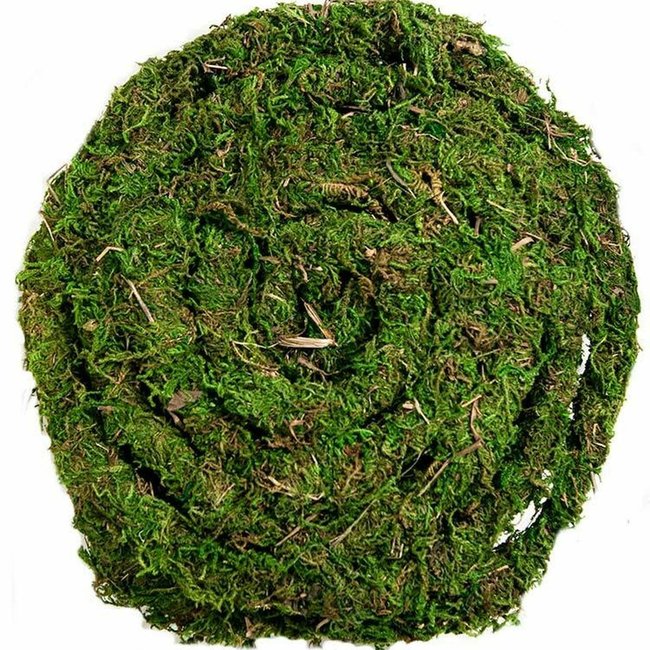 Galapagos MossVine for Tropical & Forest Tanks 12 Ft